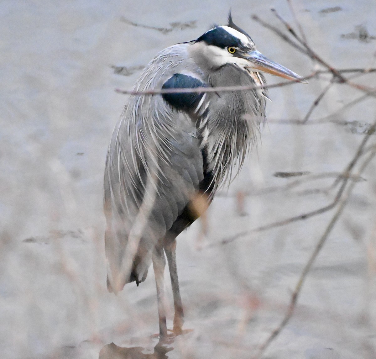 Great Blue Heron - ML646480090
