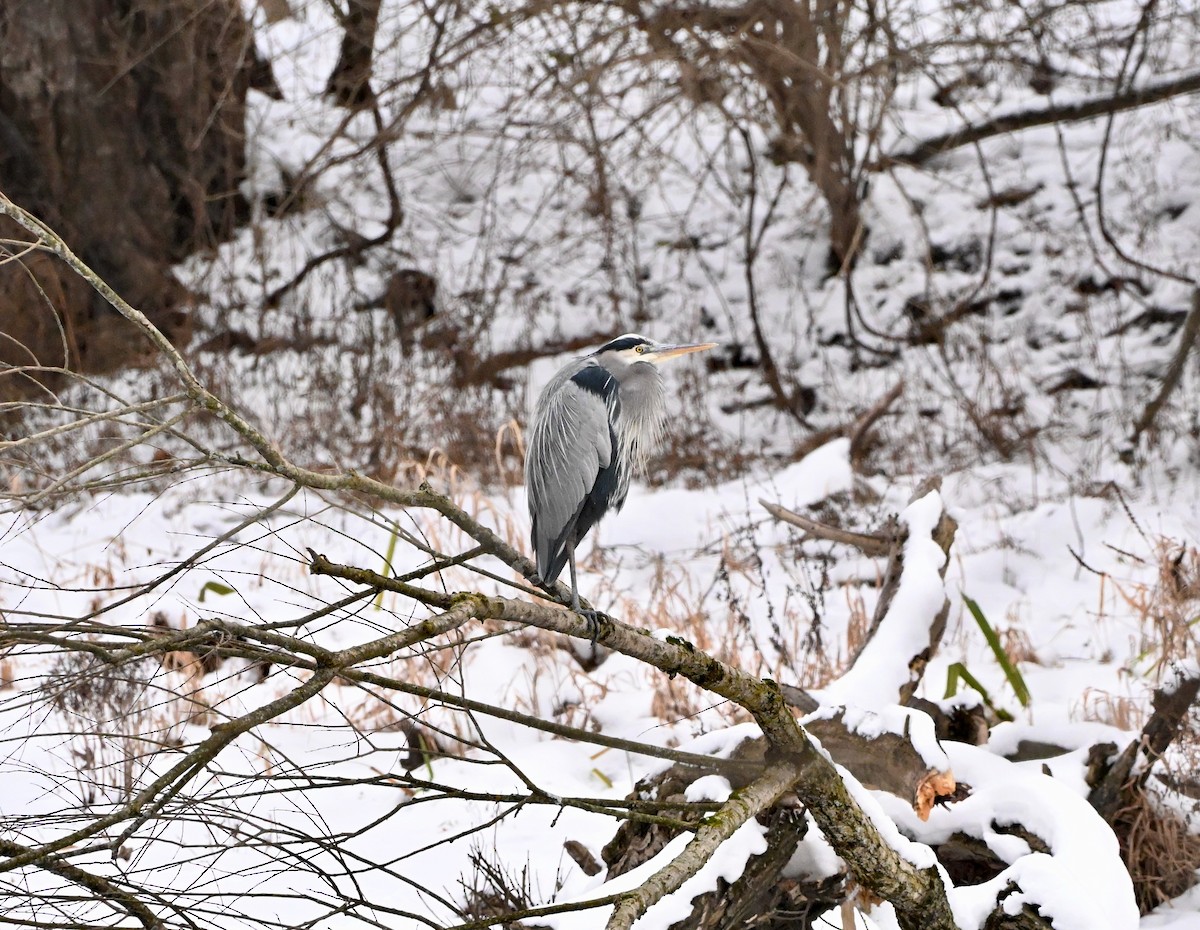 Great Blue Heron - ML646480091
