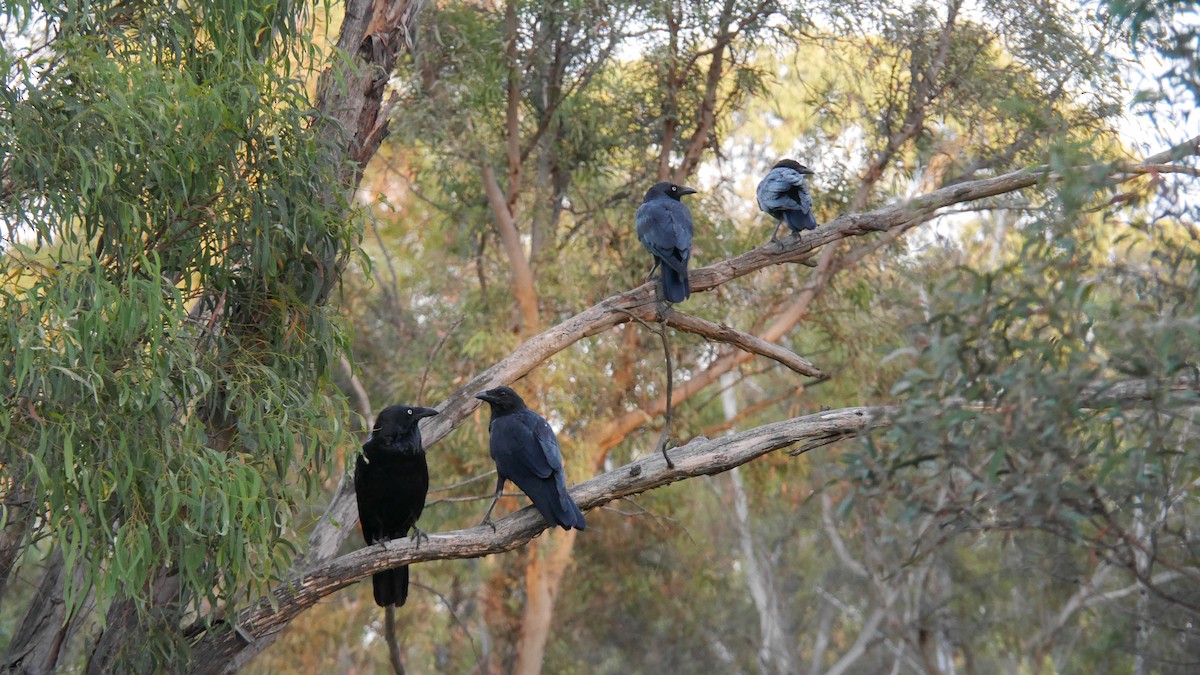 ミナミワタリガラス - ML646480092