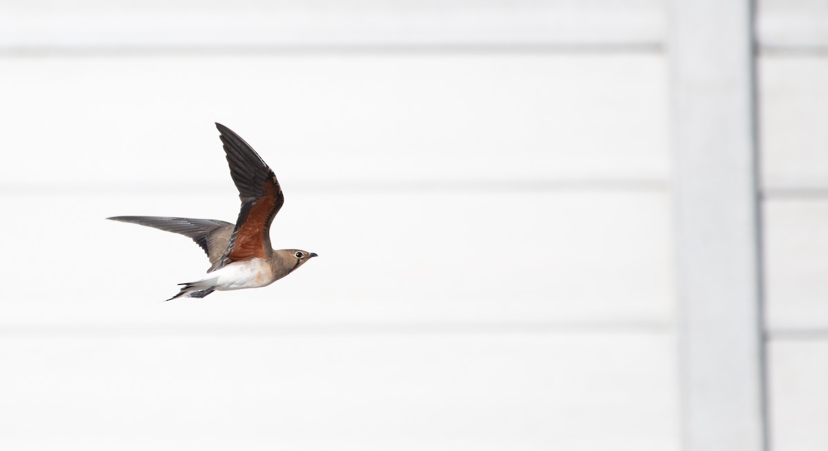Oriental Pratincole - ML646480093