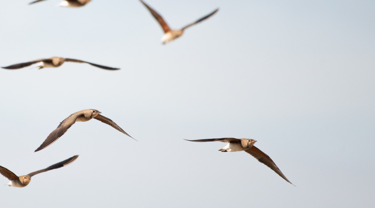Oriental Pratincole - ML646480094