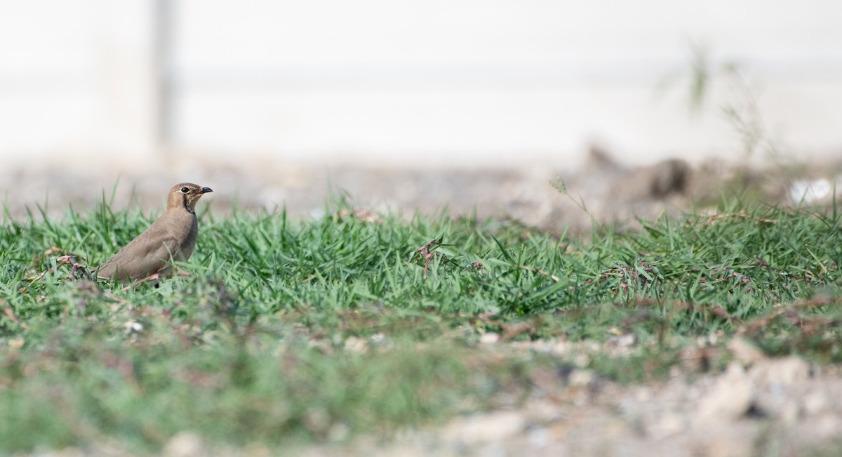 Oriental Pratincole - ML646480095
