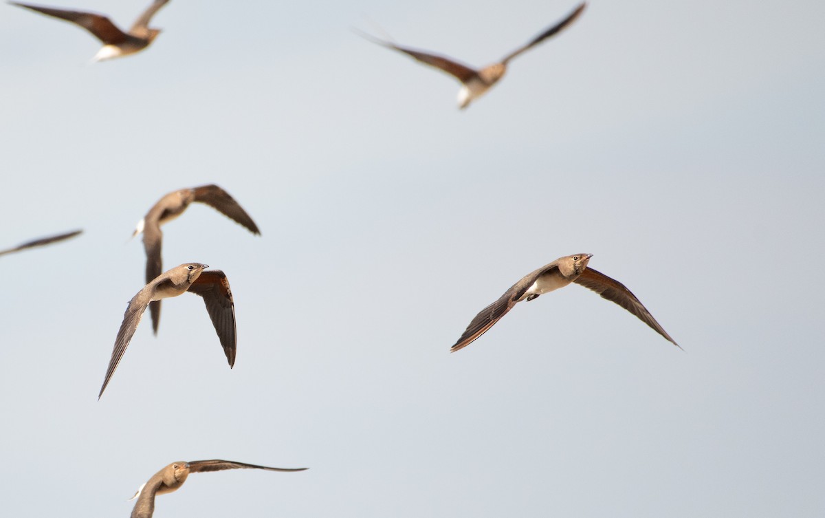 Oriental Pratincole - ML646480096