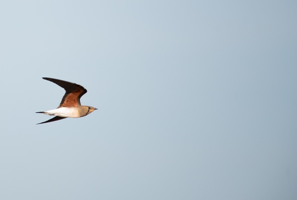 Oriental Pratincole - ML646480097