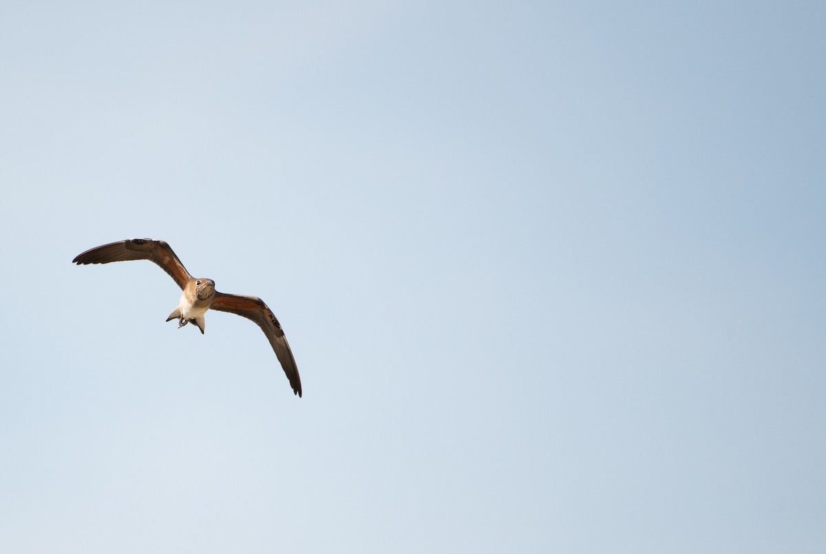 Oriental Pratincole - ML646480101