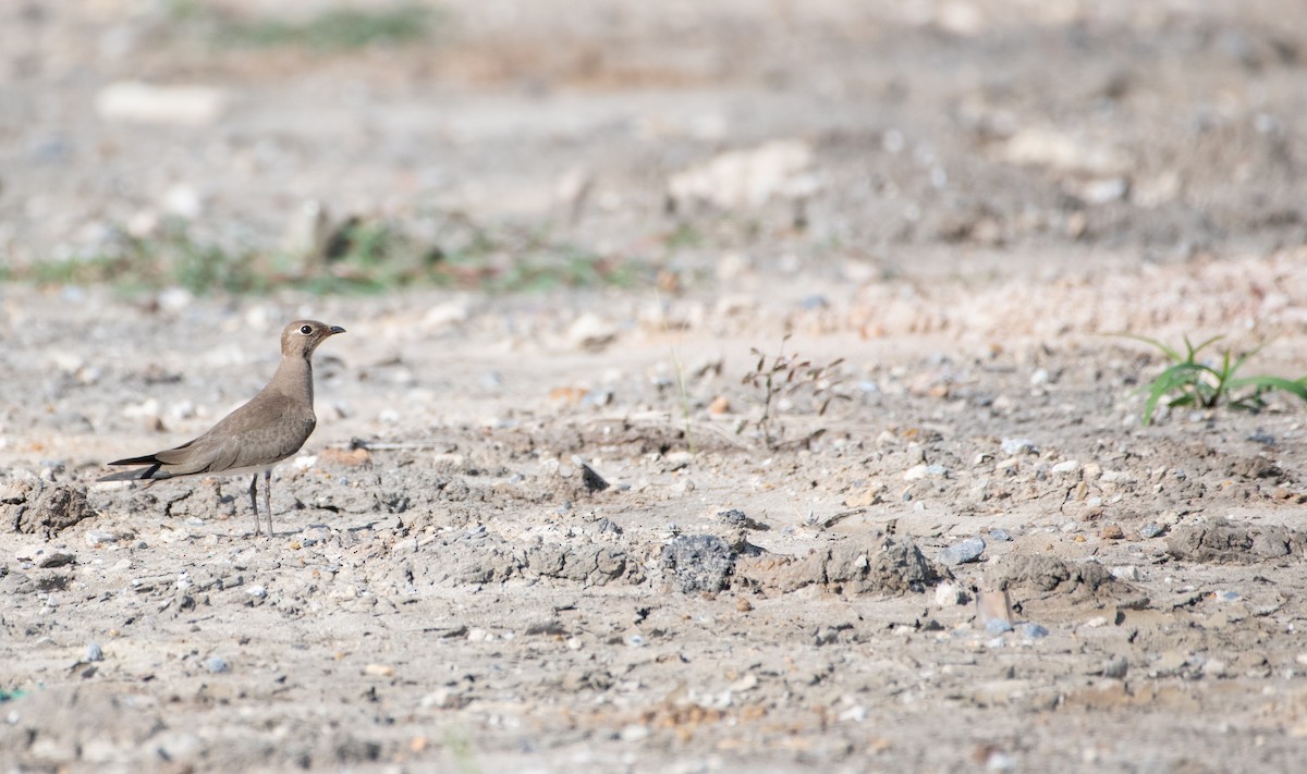Oriental Pratincole - ML646480102