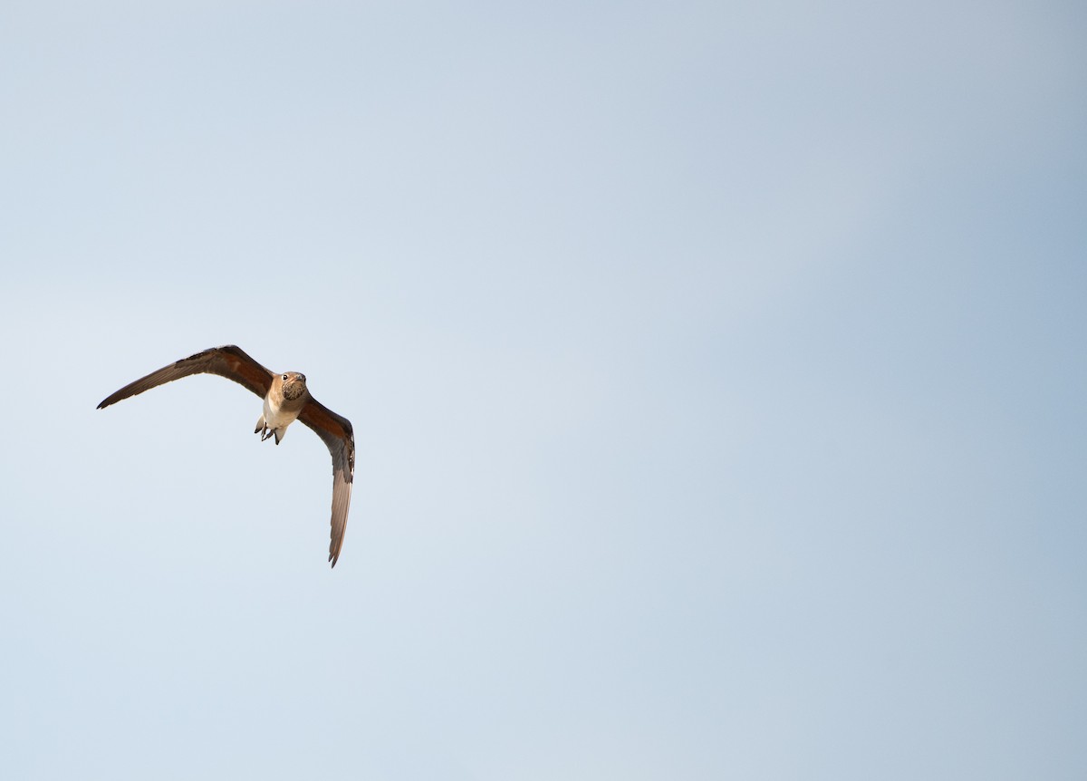 Oriental Pratincole - ML646480103