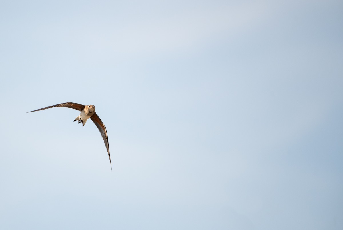 Oriental Pratincole - ML646480104