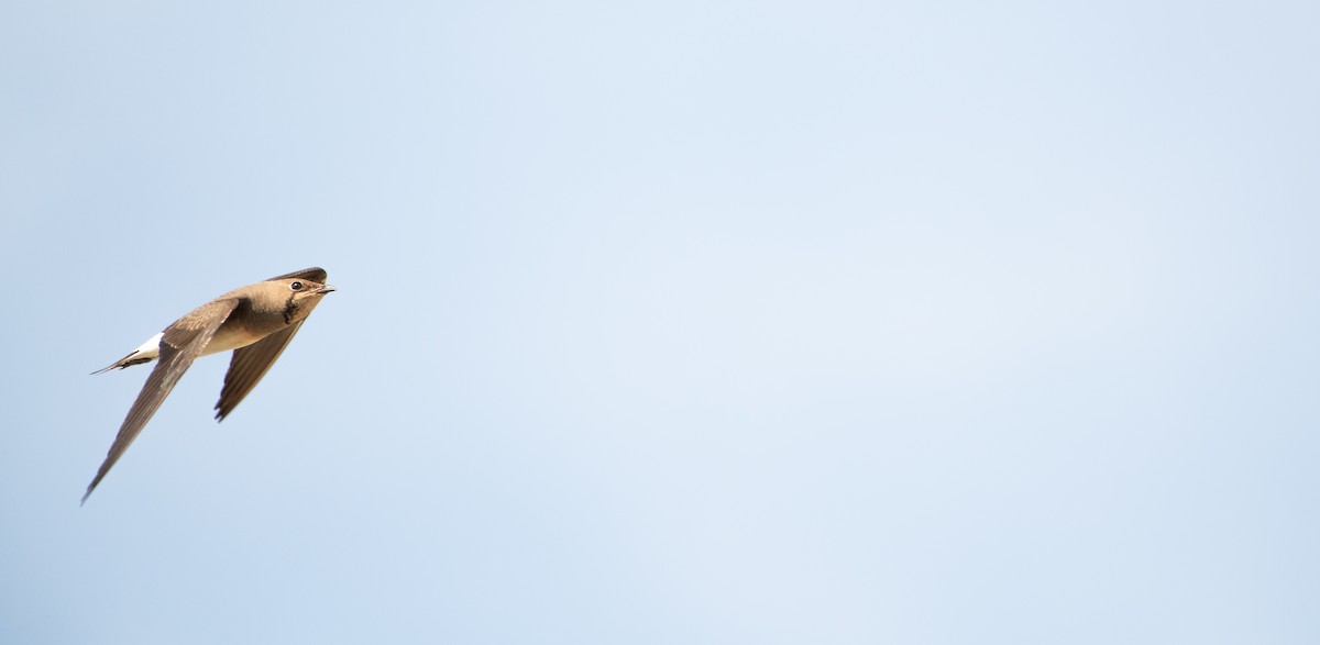 Oriental Pratincole - ML646480105