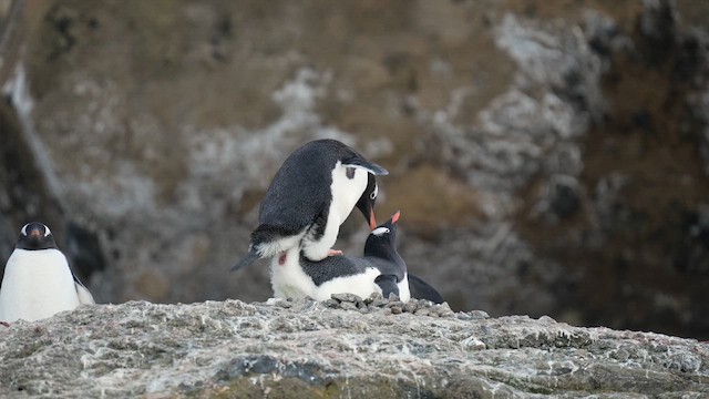 Gentoo Penguin - ML646480108