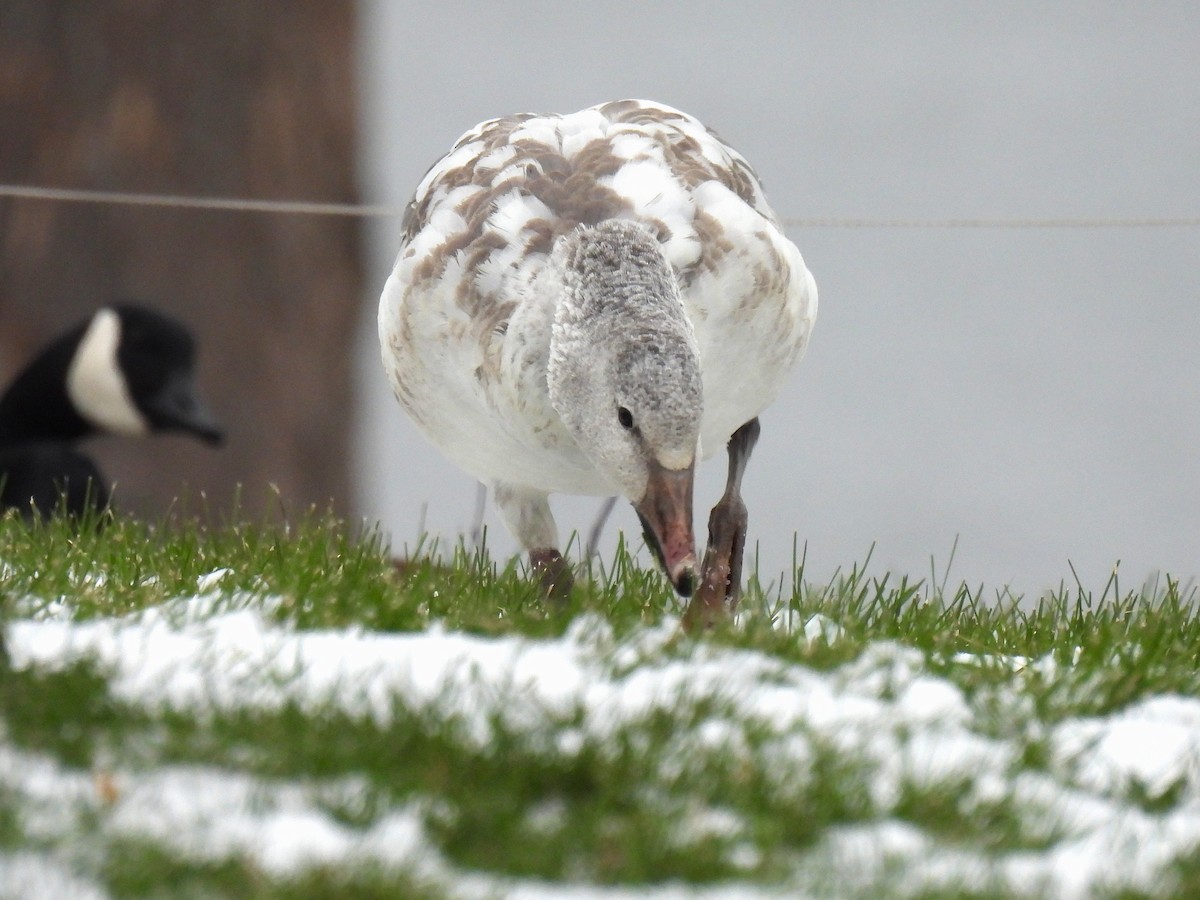 snøgås - ML646480113