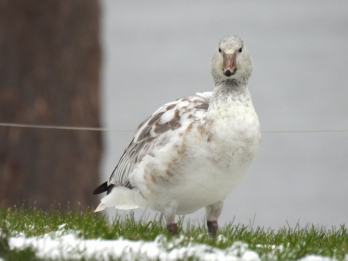 snøgås - ML646480114