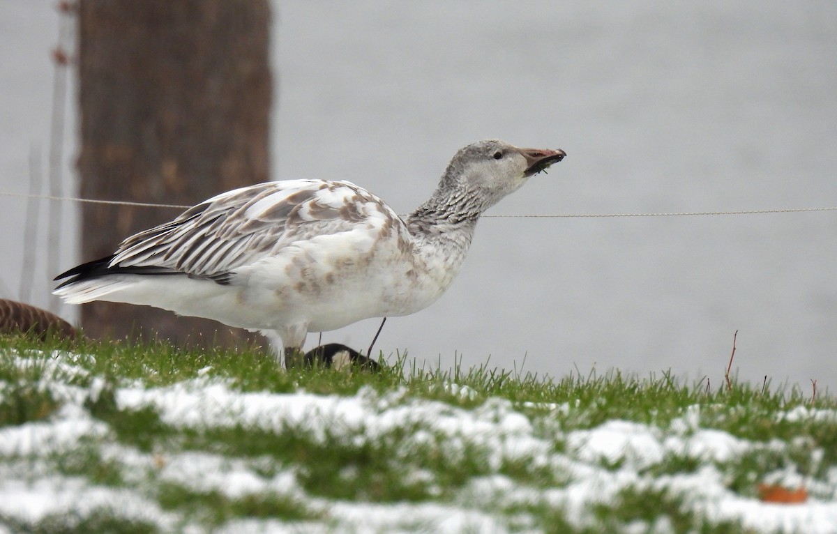 snøgås - ML646480115