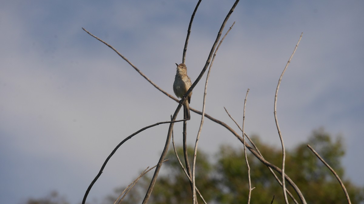 オーストラリアヨシキリ - ML646480116