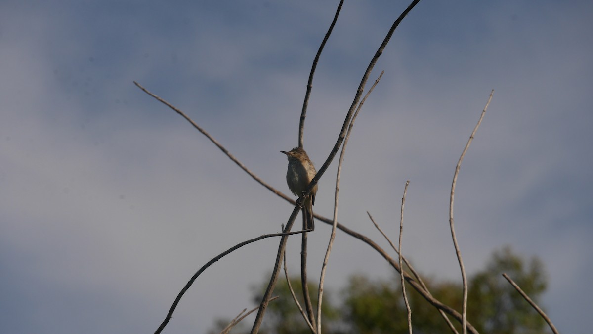 オーストラリアヨシキリ - ML646480117