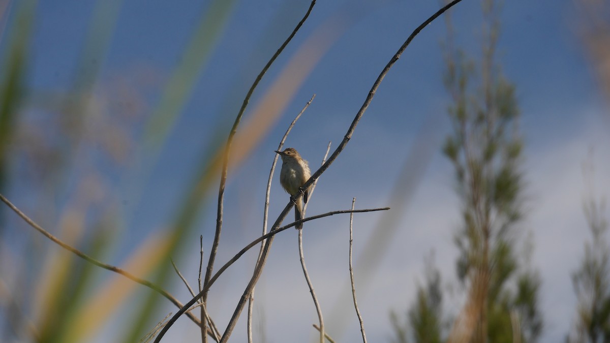 オーストラリアヨシキリ - ML646480118