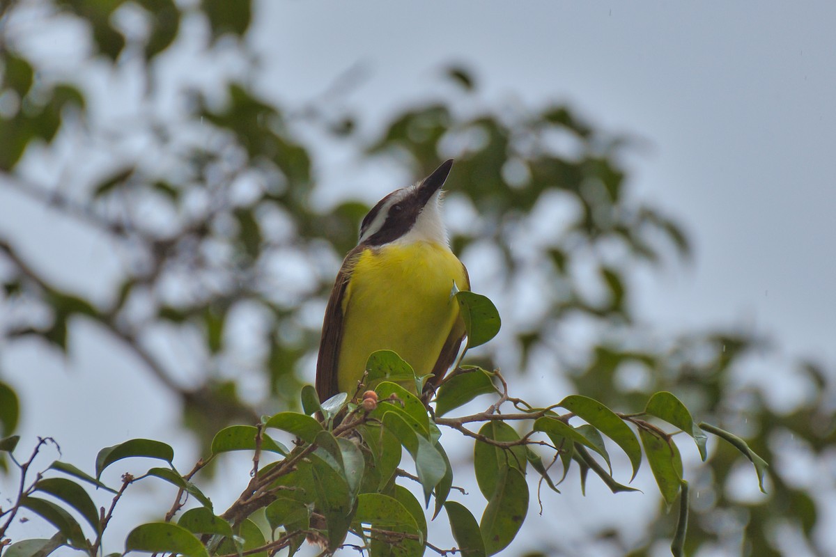 キバラオオタイランチョウ - ML646480120