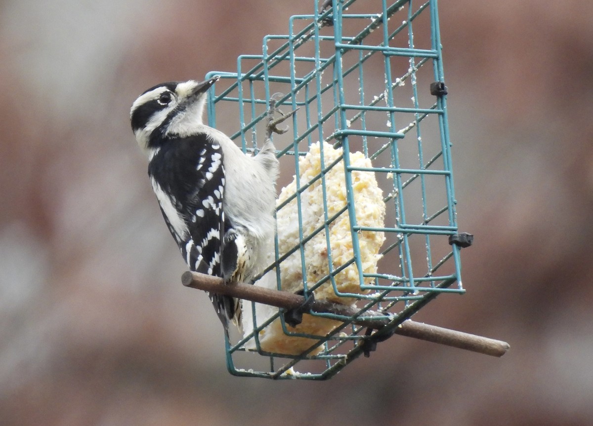 Downy Woodpecker - ML646480121