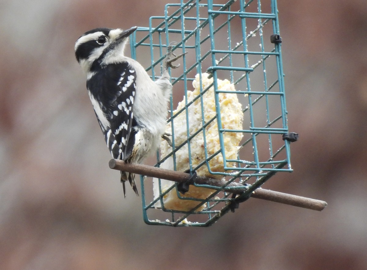Downy Woodpecker - ML646480122