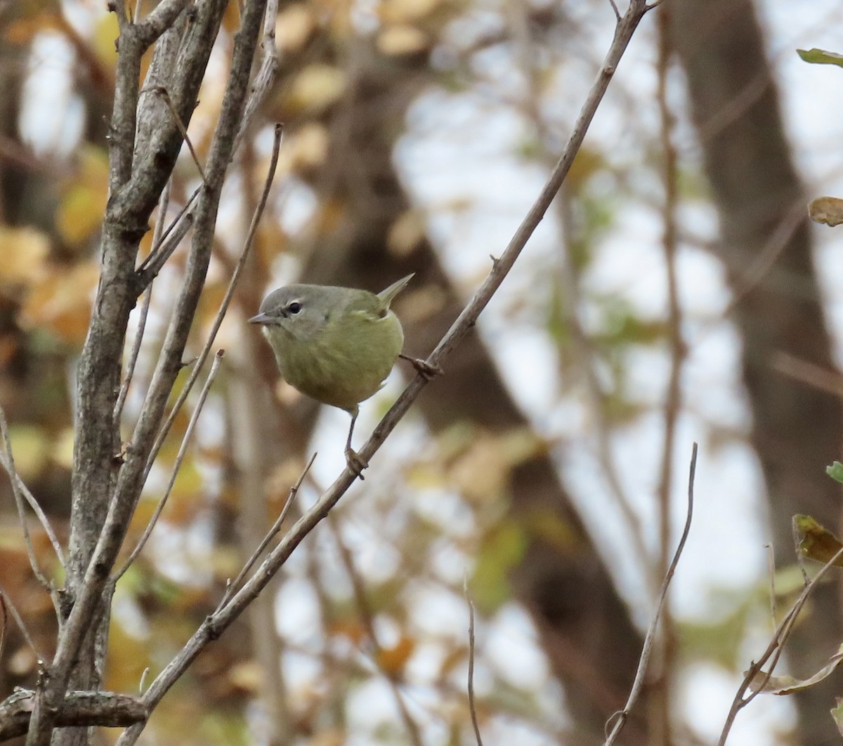 サメズアカアメリカムシクイ - ML646480123