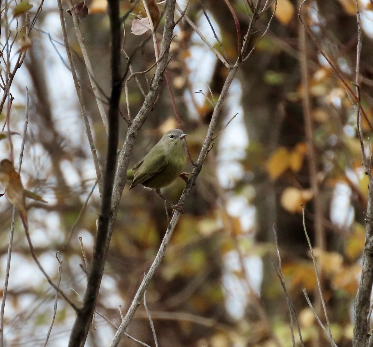 サメズアカアメリカムシクイ - ML646480124