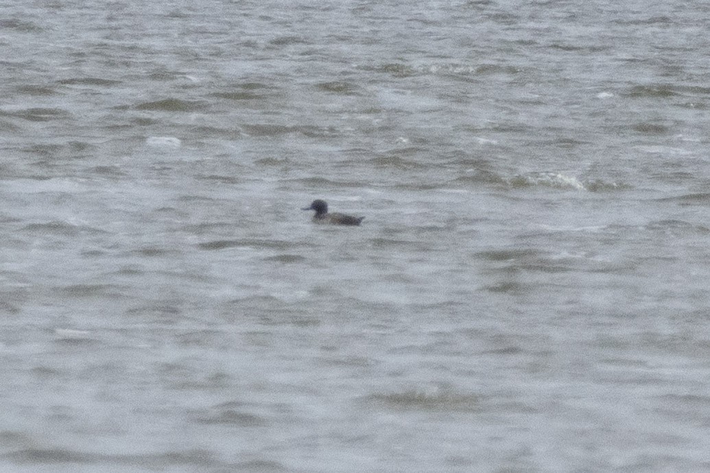 斑背潛鴨 - ML646480126