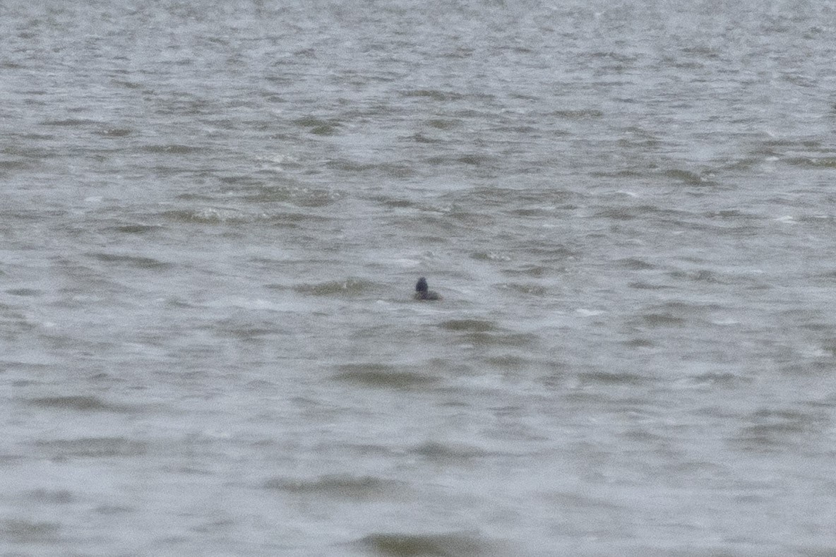 斑背潛鴨 - ML646480127