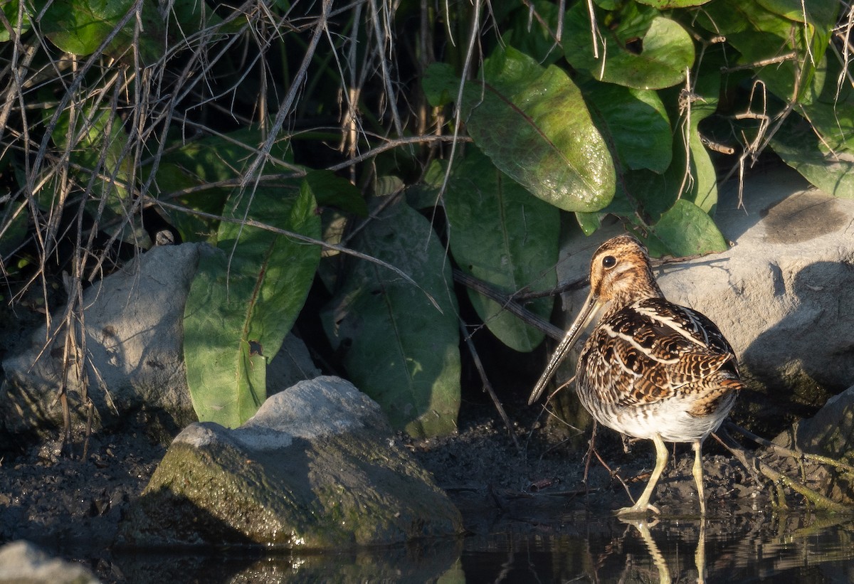 Wilson's Snipe - ML646480128