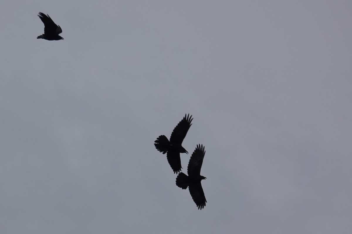 עורב שחור - ML646480129