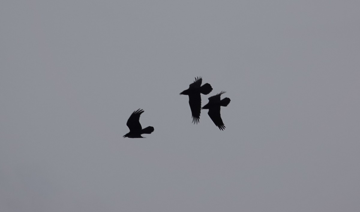 עורב שחור - ML646480130