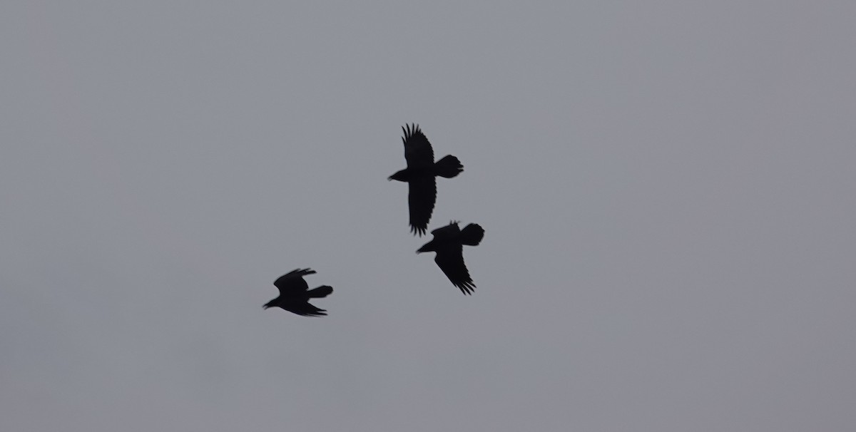 עורב שחור - ML646480131