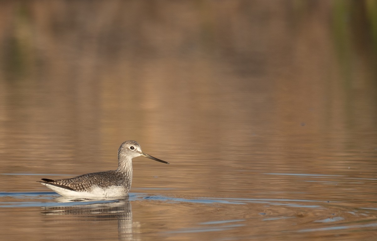 Kuliska hankahori handia - ML646480132