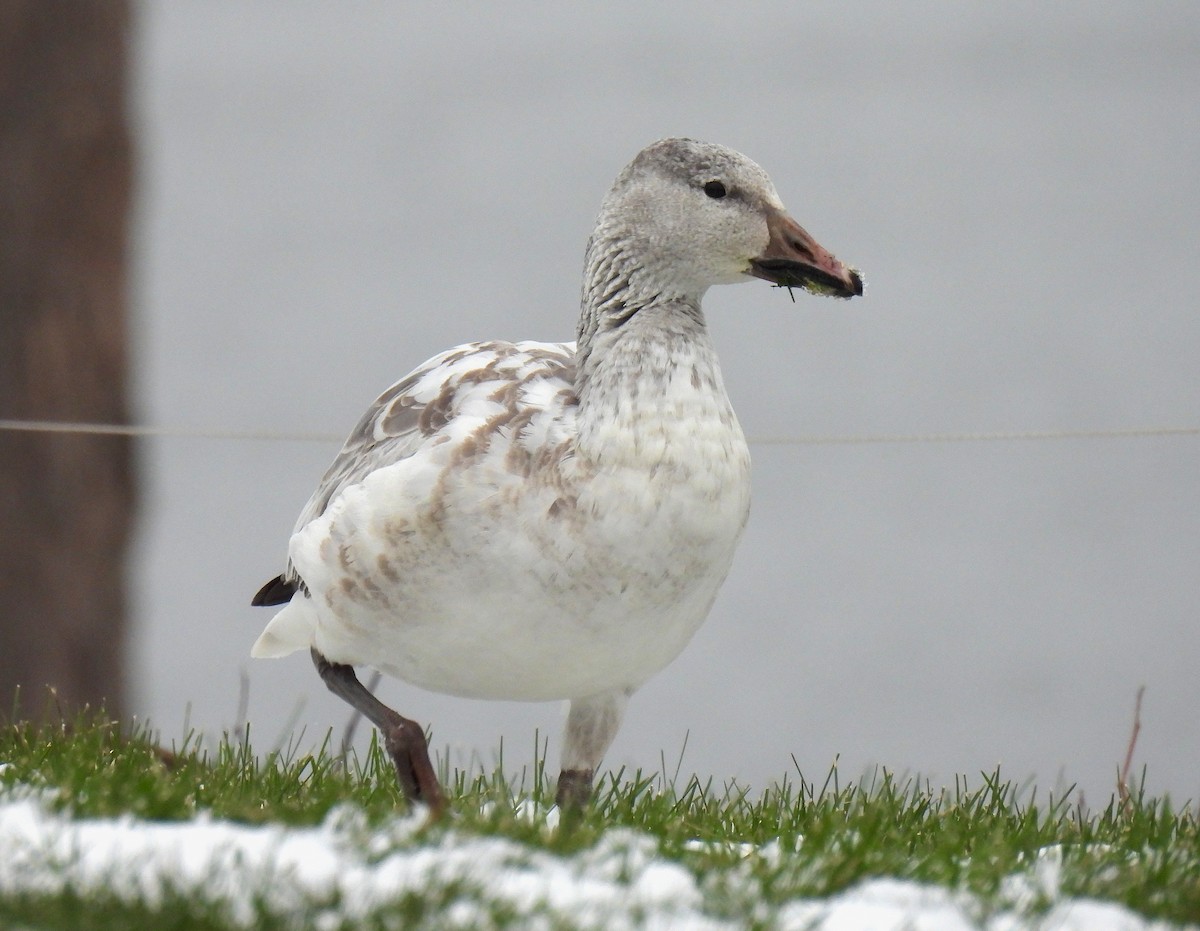 snøgås - ML646480133