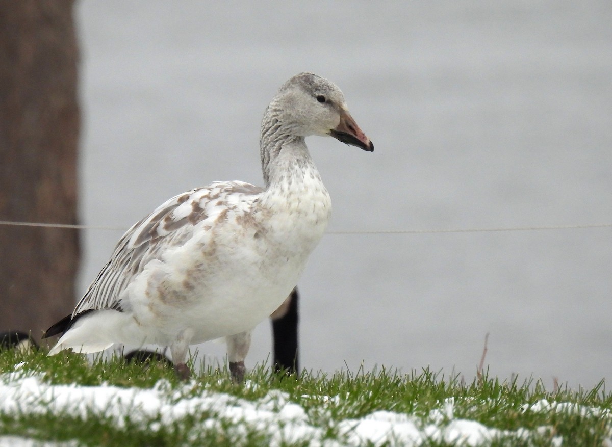 snøgås - ML646480134