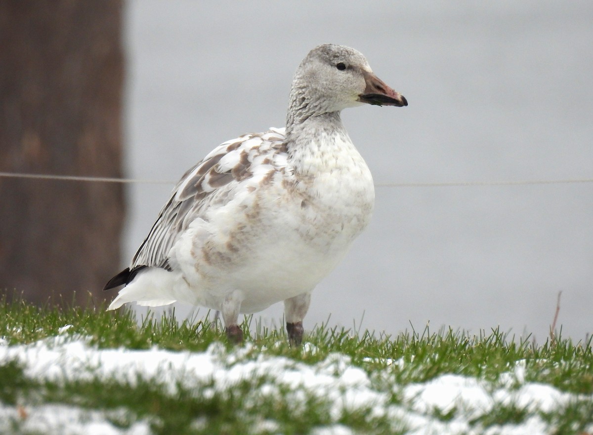 snøgås - ML646480135