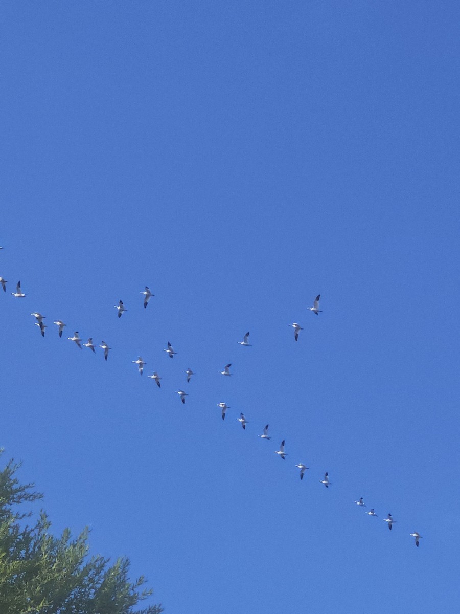 Цасны галуу - ML646480137