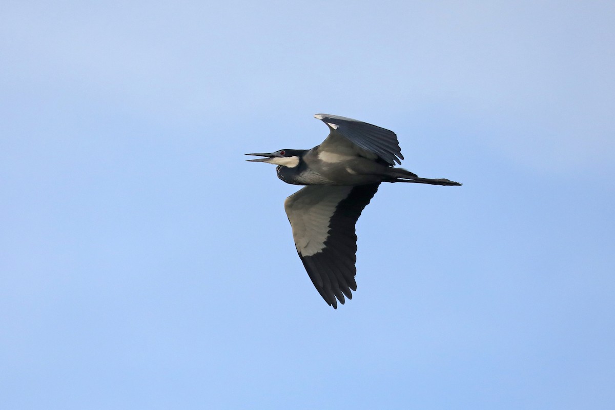 Black-headed Heron - ML646480143