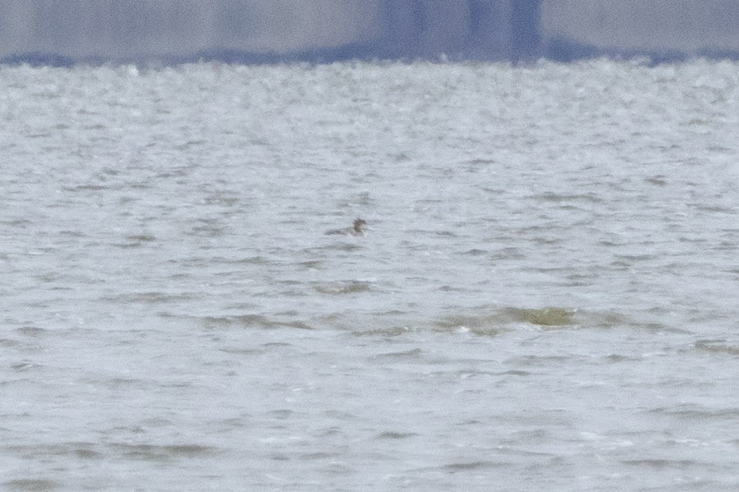 紅胸秋沙 - ML646480144