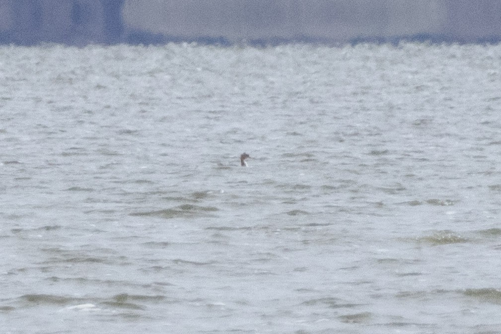 紅胸秋沙 - ML646480145