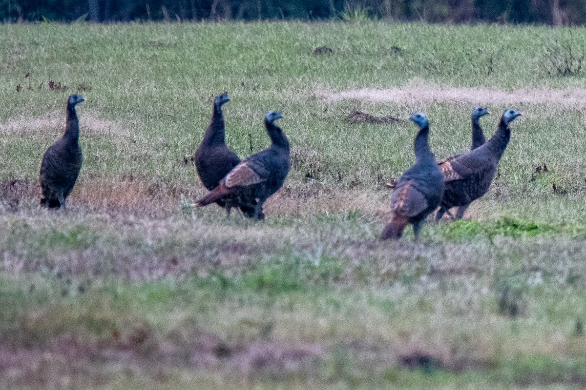 Wild Turkey - ML646480147