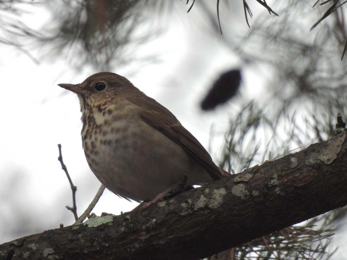 Tordo di Pallas - ML646480151