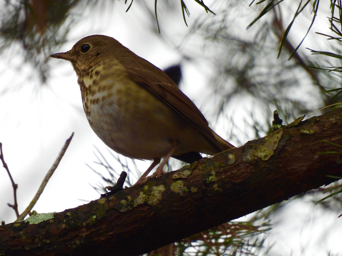 Tordo di Pallas - ML646480152