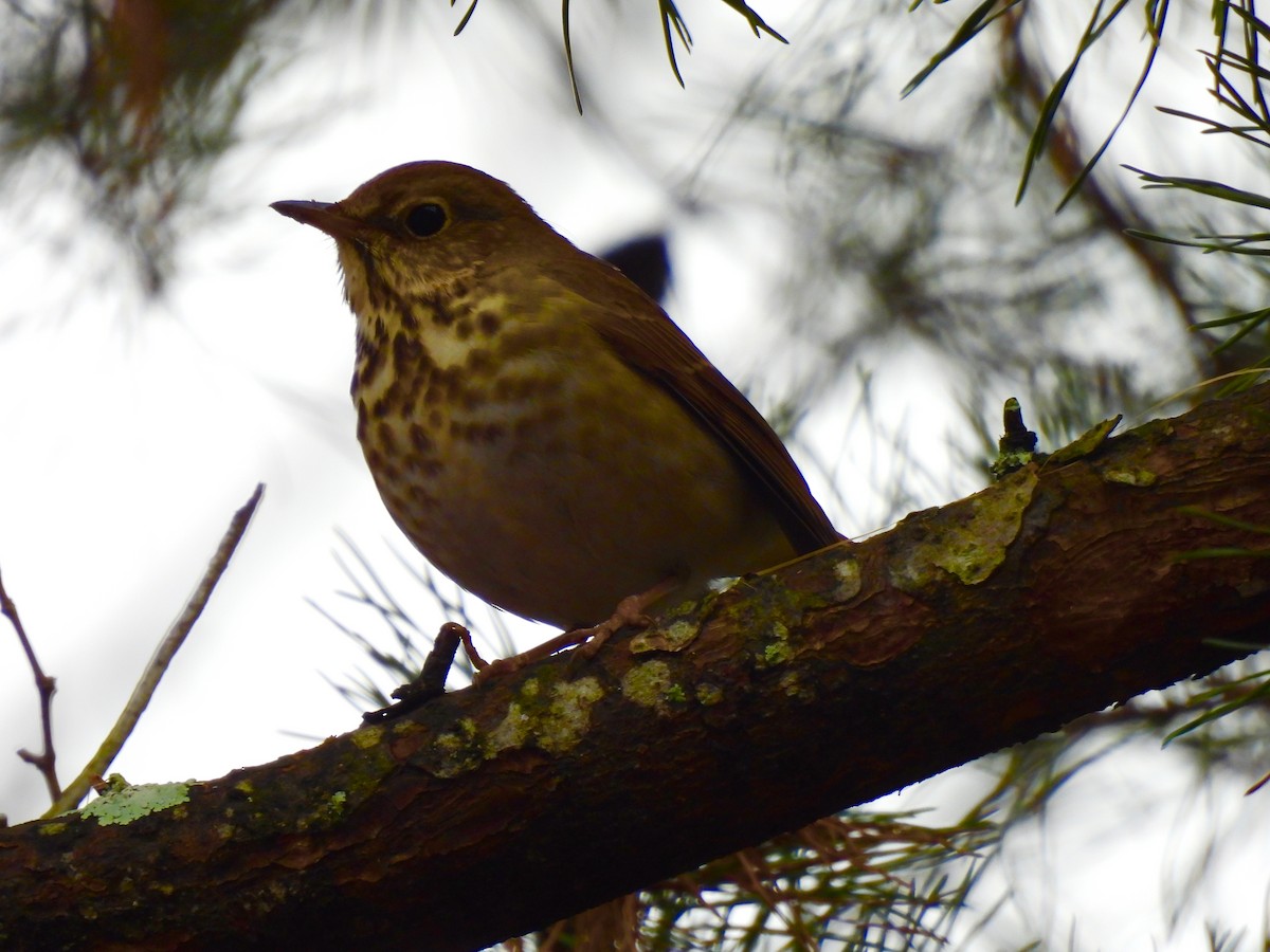 Tordo di Pallas - ML646480154