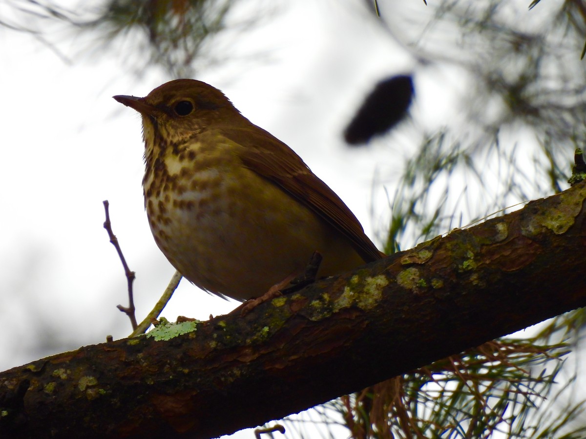 Tordo di Pallas - ML646480155