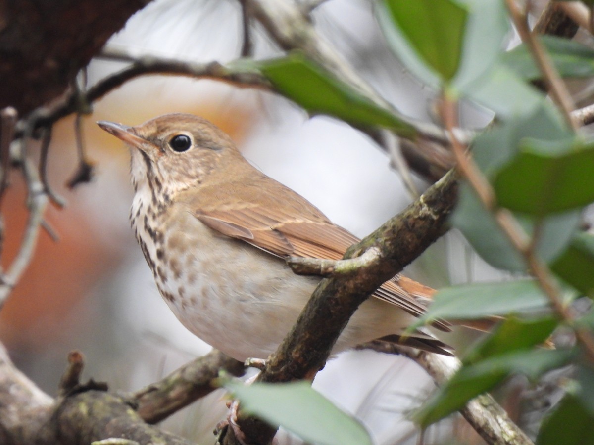 Tordo di Pallas - ML646480157