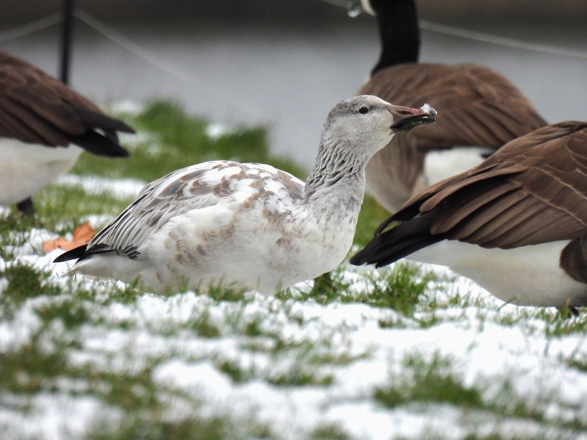 snøgås - ML646480161