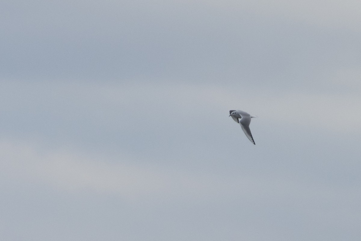 Bonaparte's Gull - ML646480163