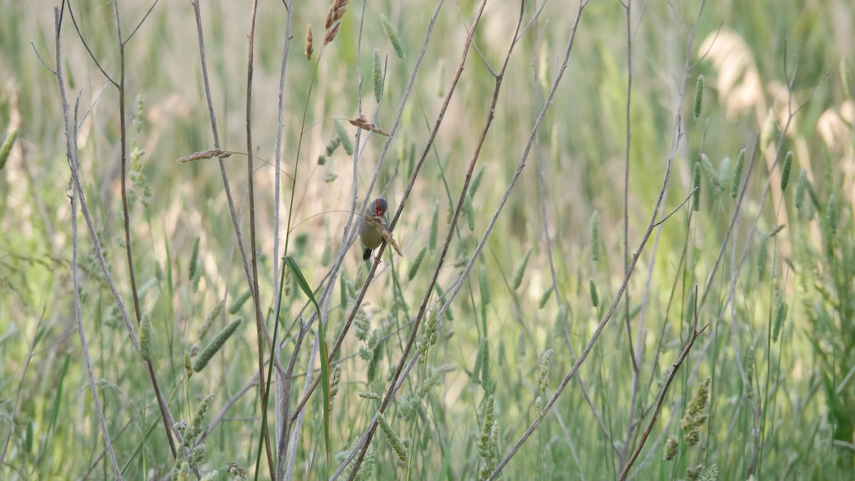 Red-browed Firetail - ML646480165