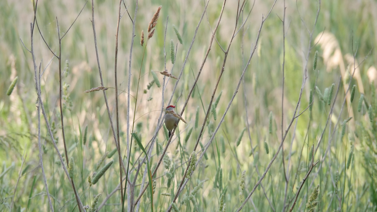 Red-browed Firetail - ML646480166