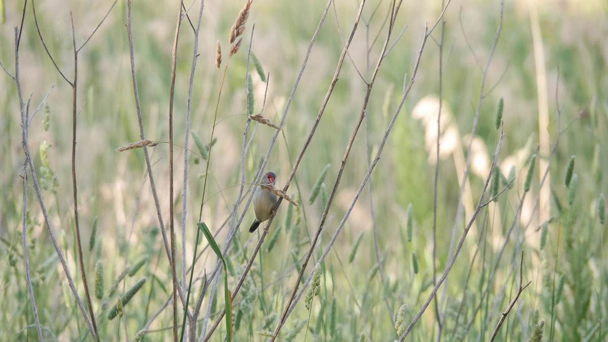 Red-browed Firetail - ML646480167